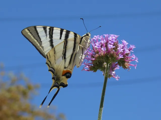 Iphiclides podalirius - kardoslepke