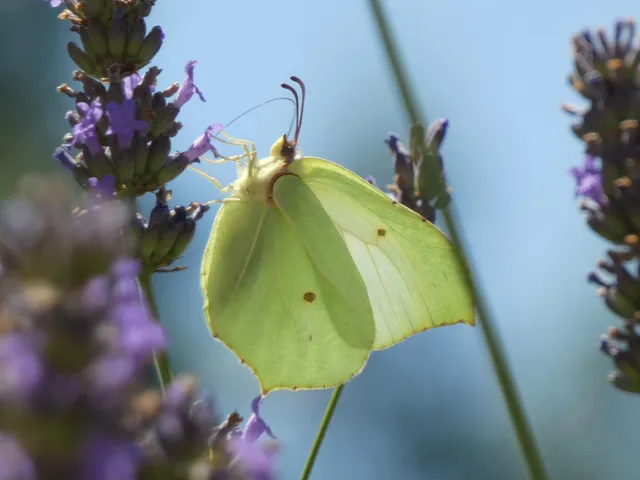 Gonepteryx rhamni - citromlepke