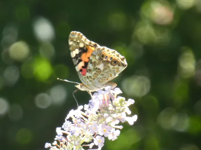 Vanessa cardui - bogáncslepke
