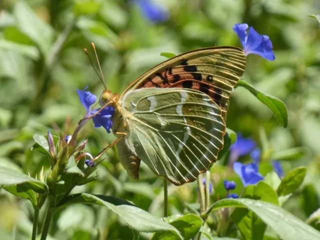 Argynnis pandora - zöldes gyöngyházlepke