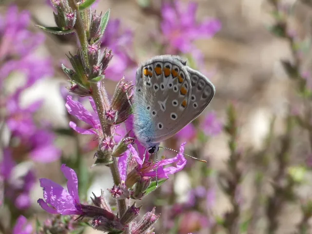 Polyommatus icarus - közönséges boglárka