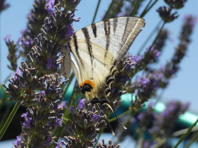Iphiclides podalirius - kardoslepke