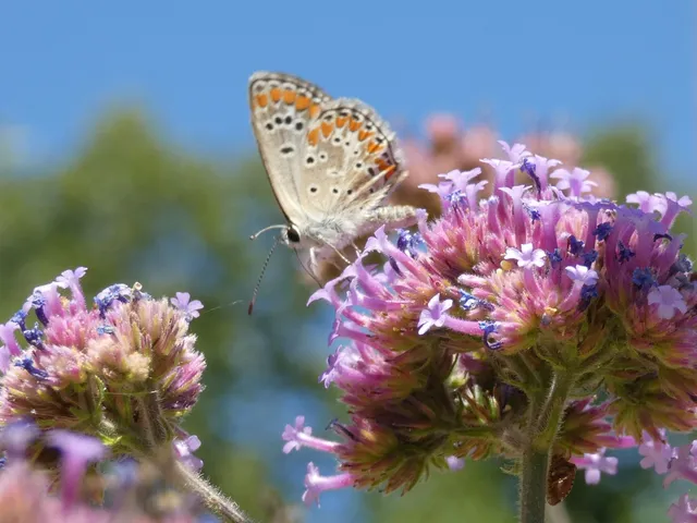 Aricia agestis - szerecsenboglárka