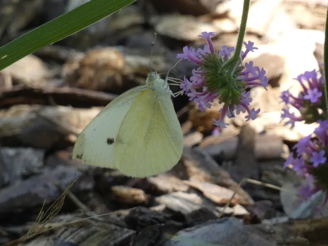Pieris rapae - répalepke