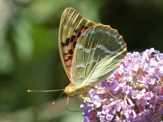 Argynnis pandora - zöldes gyöngyházlepke