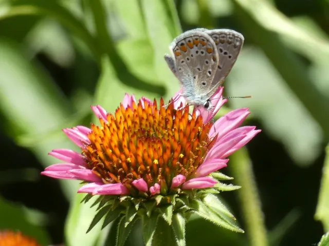 Polyommatus icarus - közönséges boglárka