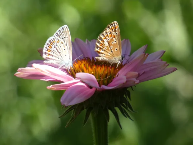 Aricia agestis - szerecsenboglárka