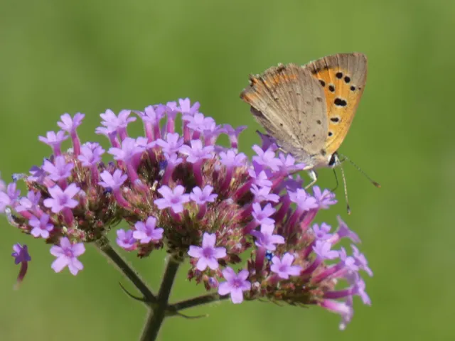 Lycaena phlaeas - közönséges tűzlepke