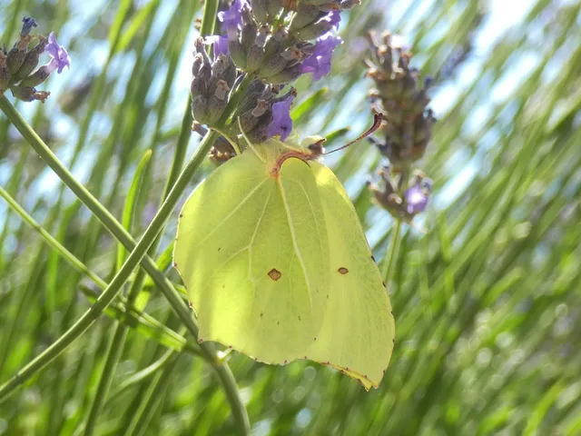 Gonepteryx rhamni - citromlepke