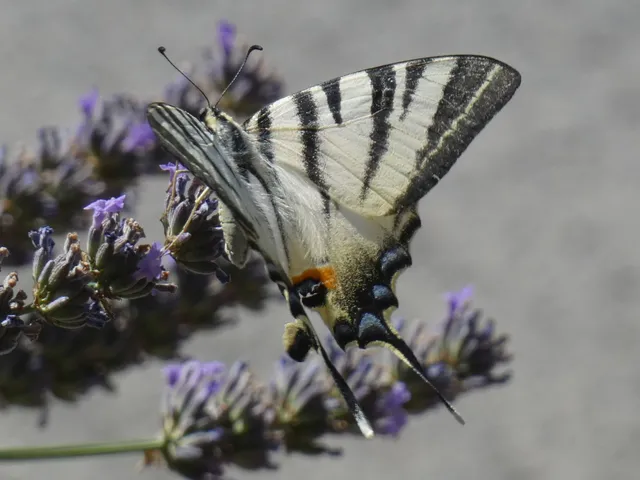 Iphiclides podalirius - kardoslepke