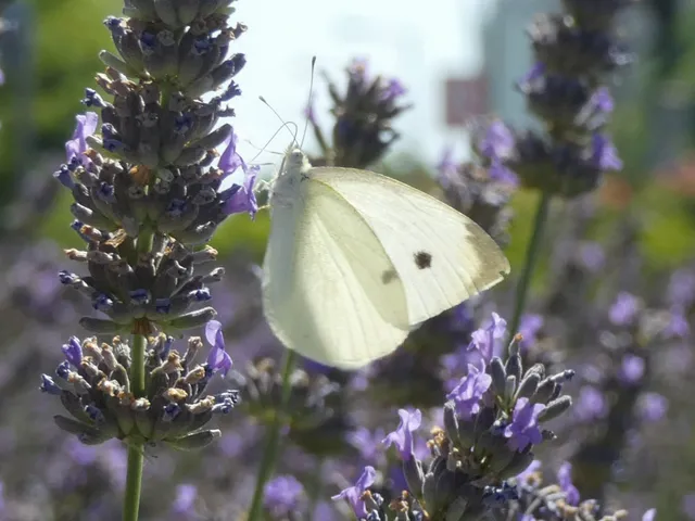 Pieris rapae - répalepke