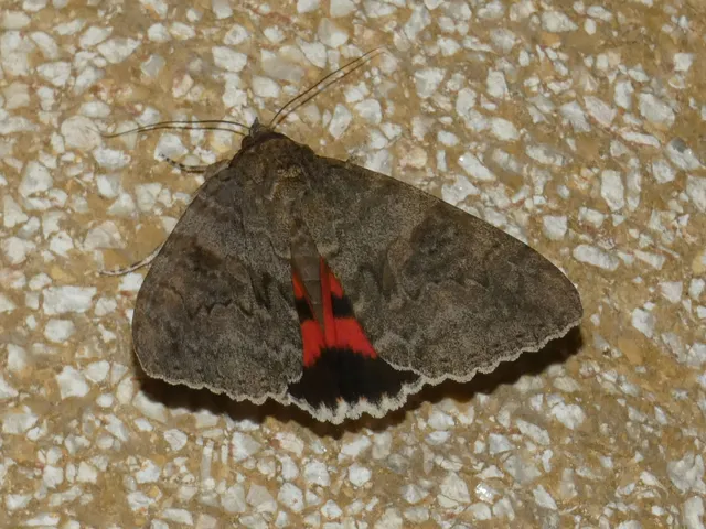 Catocala nupta - piros övesbagoly