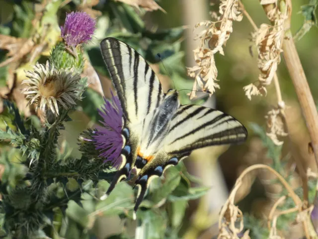 Iphiclides podalirius - kardoslepke