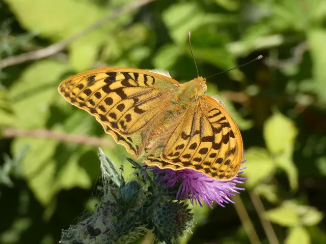Argynnis pandora - zöldes gyöngyházlepke