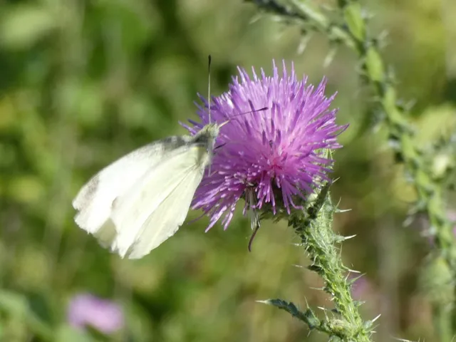 Pieris rapae - répalepke