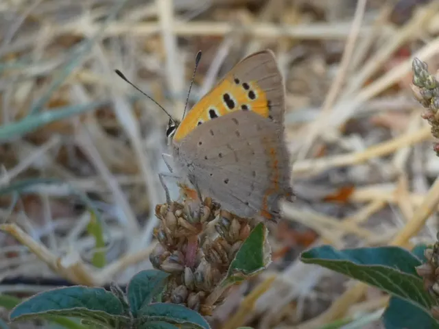Lycaena phlaeas - közönséges tűzlepke