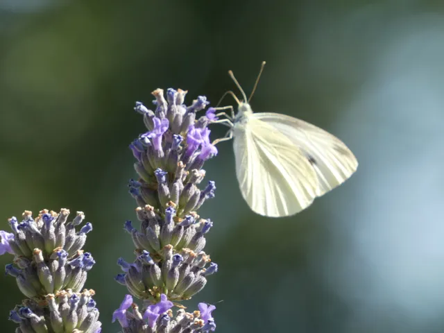 Pieris rapae - répalepke