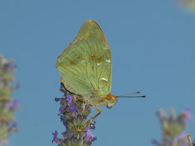 Argynnis pandora - zöldes gyöngyházlepke