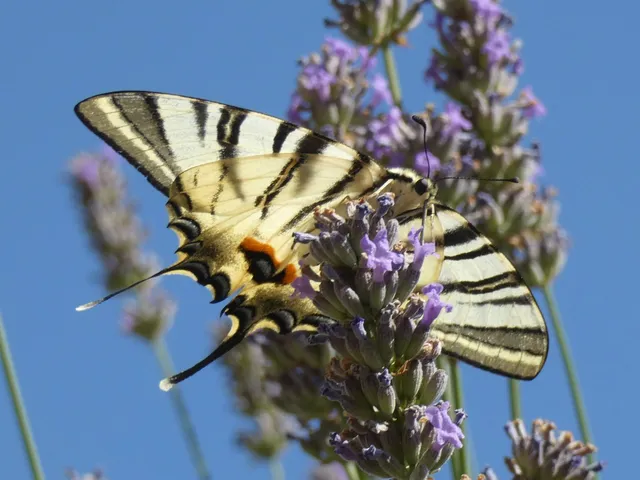 Iphiclides podalirius - kardoslepke