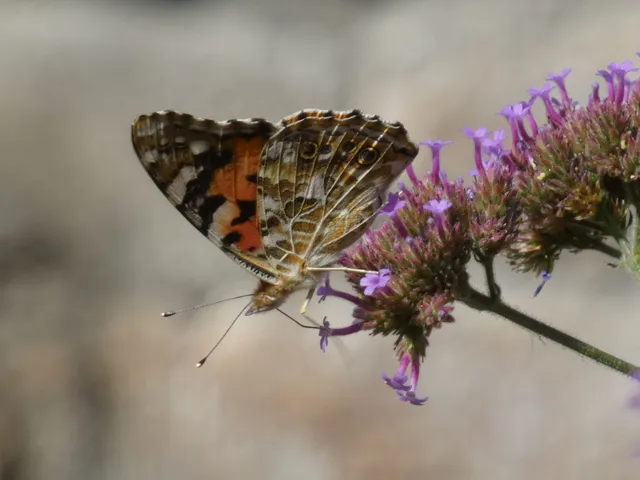 Vanessa cardui - bogáncslepke