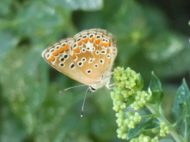 Aricia agestis - szerecsenboglárka