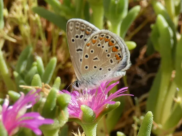 Polyommatus icarus - közönséges boglárka