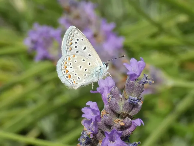 Polyommatus icarus - közönséges boglárka