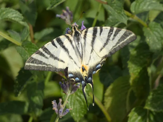 Iphiclides podalirius - kardoslepke