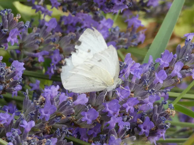 Pieris rapae - répalepke