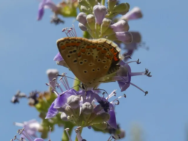 Aricia agestis - szerecsenboglárka