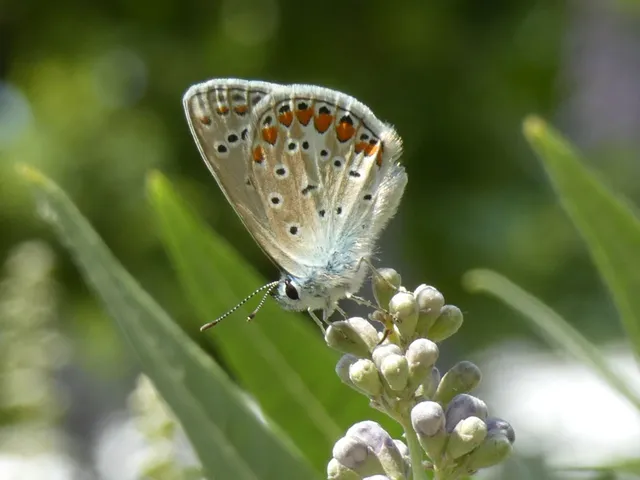 Polyommatus icarus - közönséges boglárka