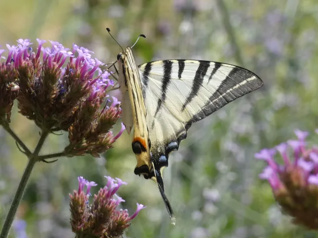 Iphiclides podalirius - kardoslepke