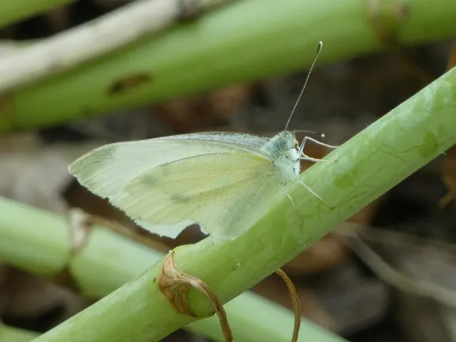 Pieris rapae - répalepke
