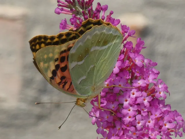 Argynnis pandora - zöldes gyöngyházlepke