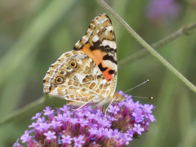 Vanessa cardui - bogáncslepke