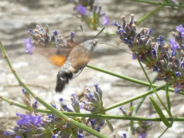 Macroglossum stellatarum - kacsafarkú szender