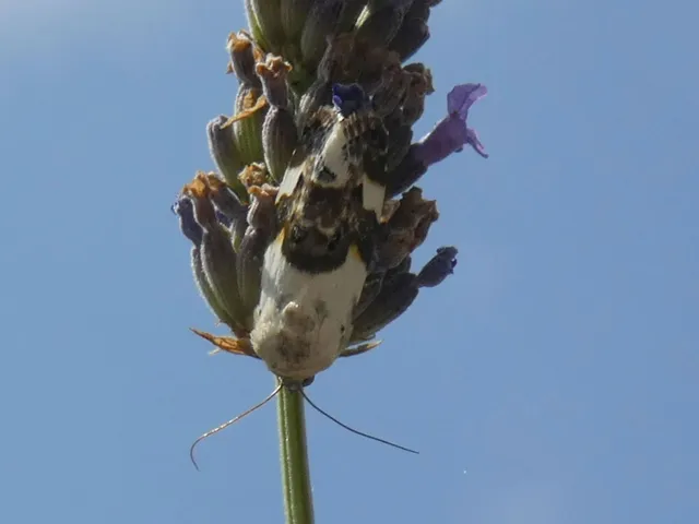 Acontia lucida - fehér nappalibagoly
