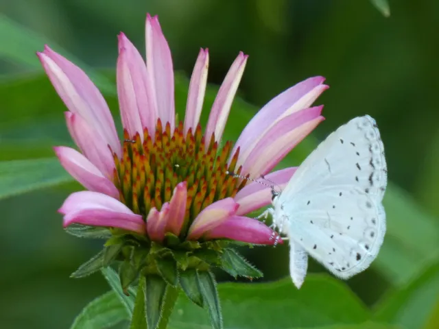 Celastrina argiolus - bengeboglárka