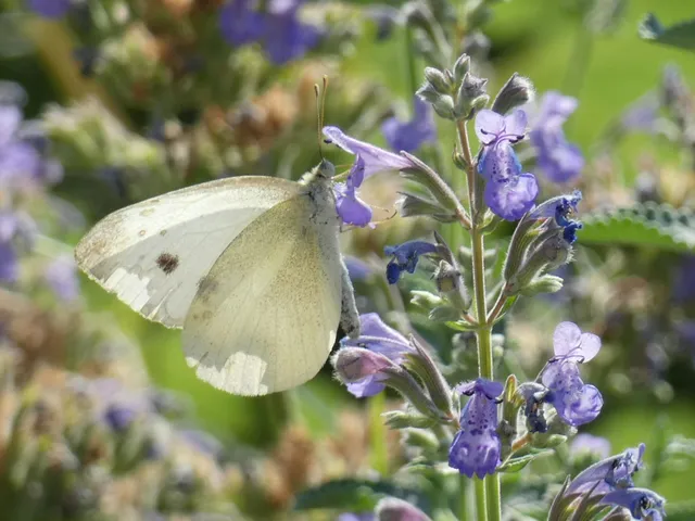 Pieris rapae - répalepke