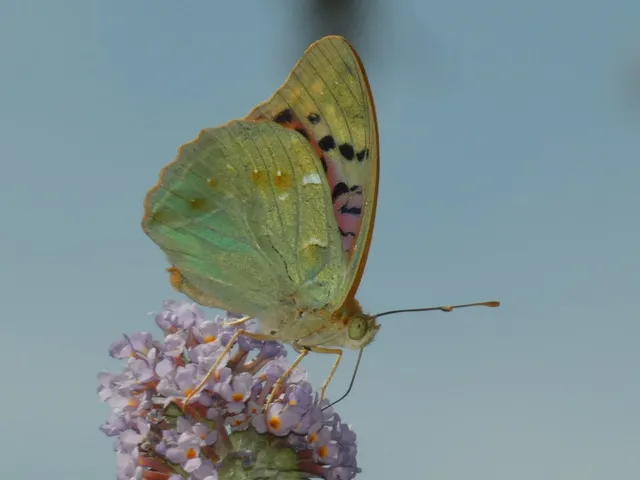 Argynnis pandora - zöldes gyöngyházlepke