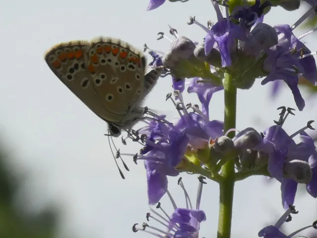 Aricia agestis - szerecsenboglárka