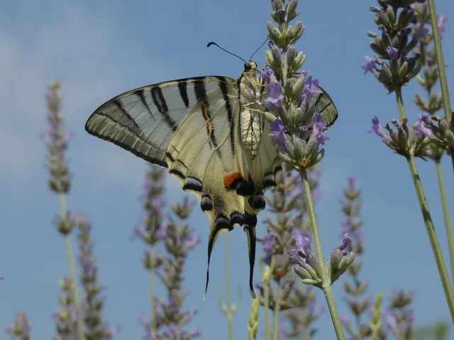 Iphiclides podalirius - kardoslepke