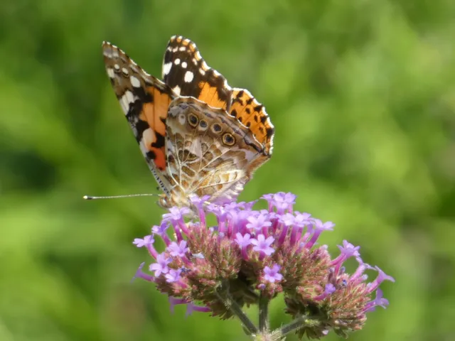 Vanessa cardui - bogáncslepke