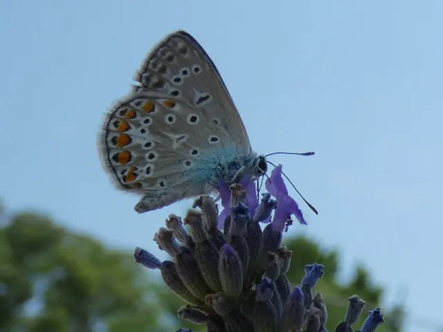 Polyommatus icarus - közönséges boglárka