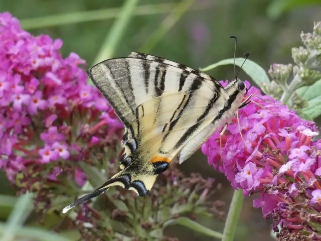 Iphiclides podalirius - kardoslepke