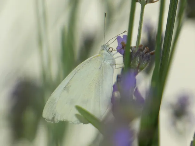 Pieris rapae - répalepke
