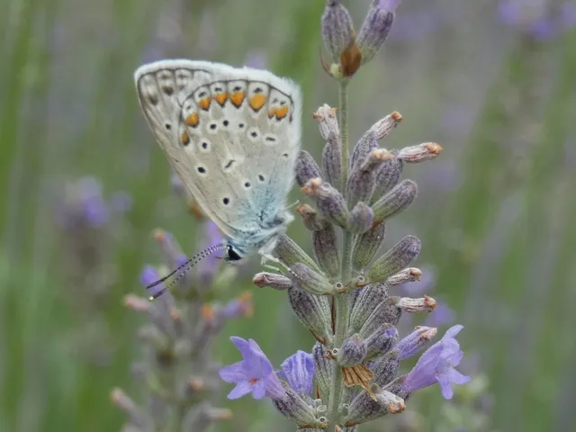 Polyommatus icarus - közönséges boglárka