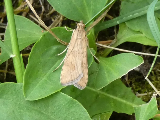 Nomophila noctuella - közönséges vándormoly