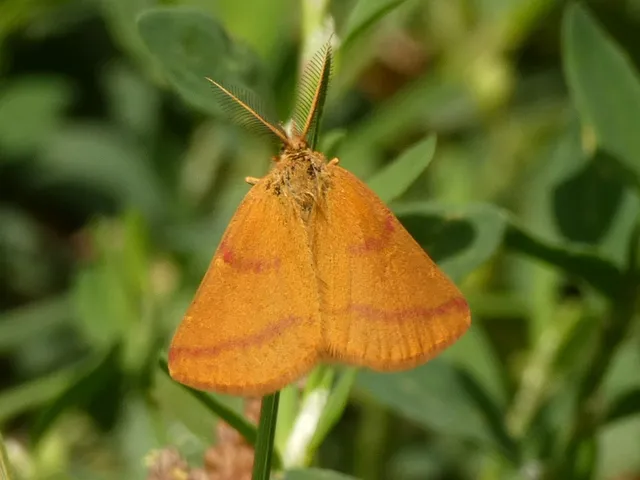 Lythria purpuraria - bíborsávos araszoló