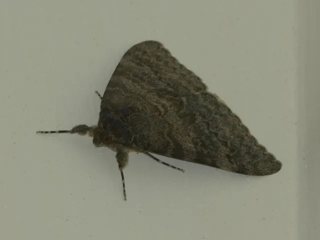 Catocala elocata - közönséges övesbagoly